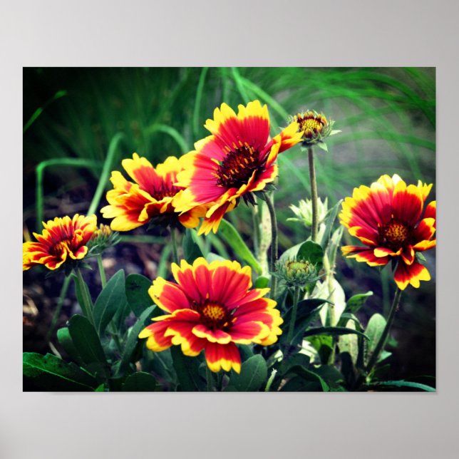 Poster Fleur Gaillardia Rouge Et Jaune (Devant)