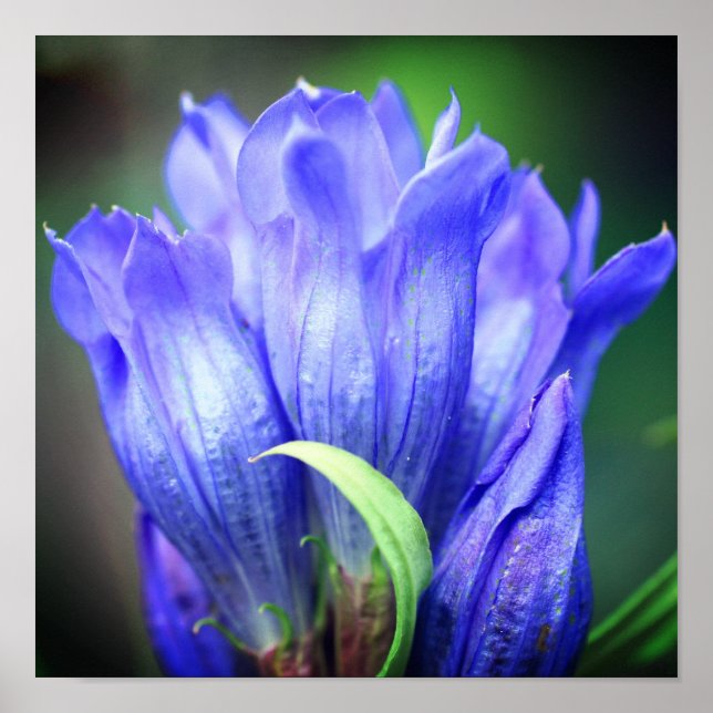 Poster Fleur Gentienne Bleue (Devant)
