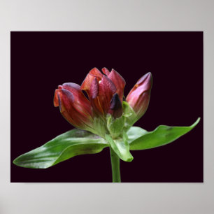 Poster Fleur Gentienne Rouge En Fleur Gros