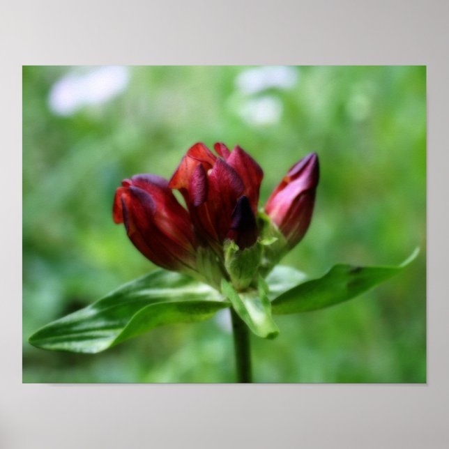 Poster Fleur Gentienne Rouge En Fleuron Orton Art (Devant)
