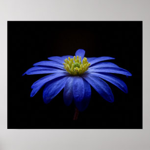Poster Fleur Gerbera Blue Daisy sur un arrière - plan noi
