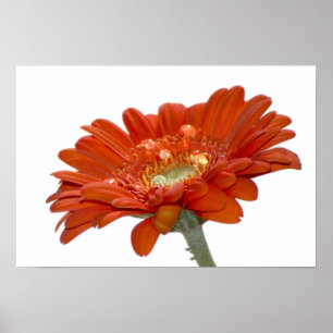 Poster Fleur Gerbera Orange Daisy