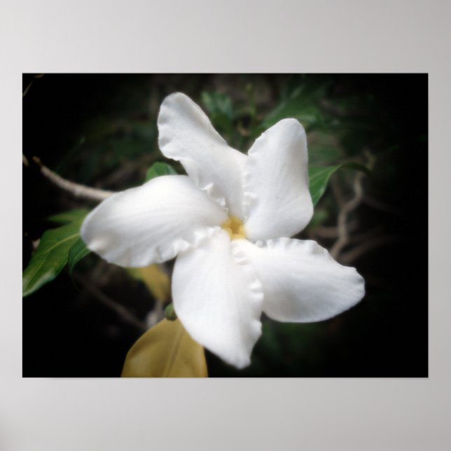 Poster Fleur hawaïenne 2 (Devant)