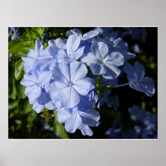 Poster Fleur Hawaiian Blue Plumbago (Devant)