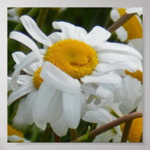 Poster Fleur heureuse - visage heureux de marguerite sour