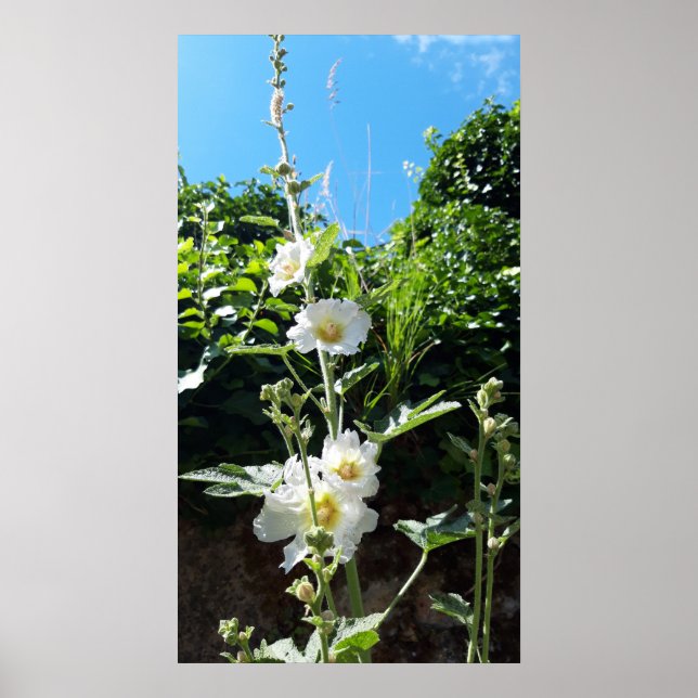 Poster Fleur Hollyhocks, Alcea Alba (Devant)