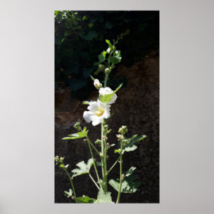 Poster Fleur Hollyhocks, Alcea Alba