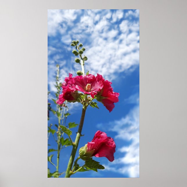 Poster Fleur Hollyhocks, Alcea Rosea (Devant)