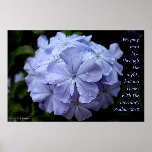 Poster Fleur humide (Devant)