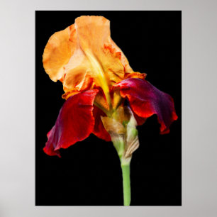 Poster Fleur Iris