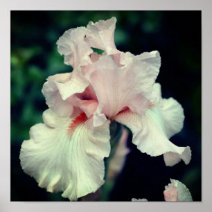 Poster Fleur Iris À Peach