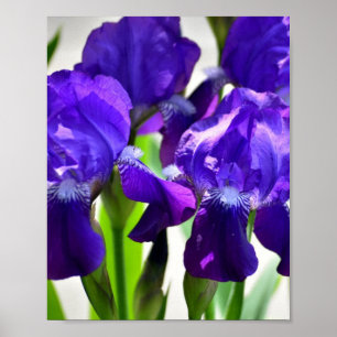 Poster Fleur Iris Iris Violet
