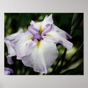 Poster Fleur Iris Japonaise En Fleur