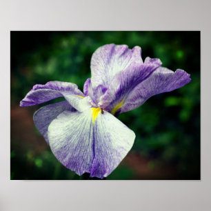Poster Fleur Iris Japonaise Violet Se Dépliant