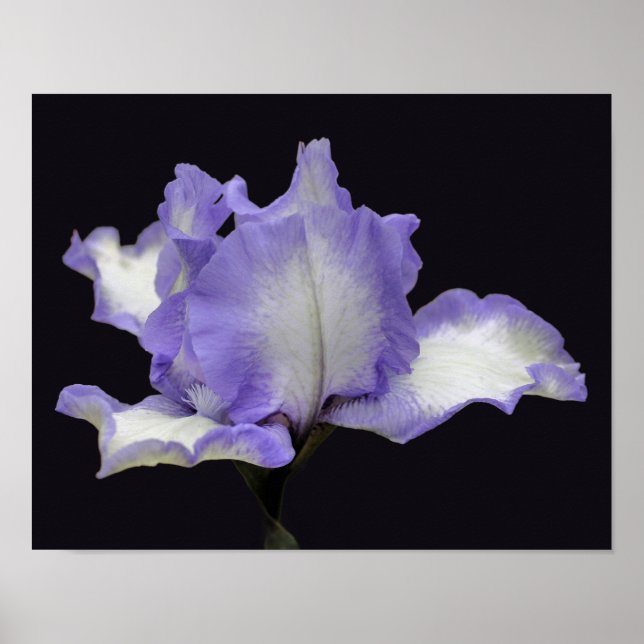 Poster Fleur Iris Lavande Et Blanc (Devant)