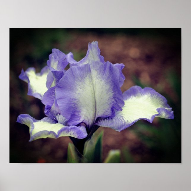 Poster Fleur Iris Lavande Et Blanc (Devant)