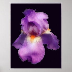 Poster Fleur Iris Lavande Rêve