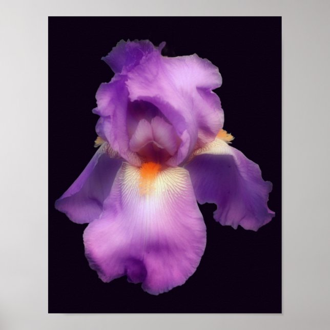 Poster Fleur Iris Lavande Rêve (Devant)