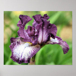 Poster Fleur Iris Pâté De Violet Et Blanc