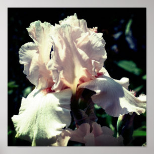 Poster Fleur Iris Peach Bearé 2 Haut