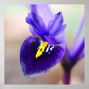 Poster Fleur Iris Reticulata