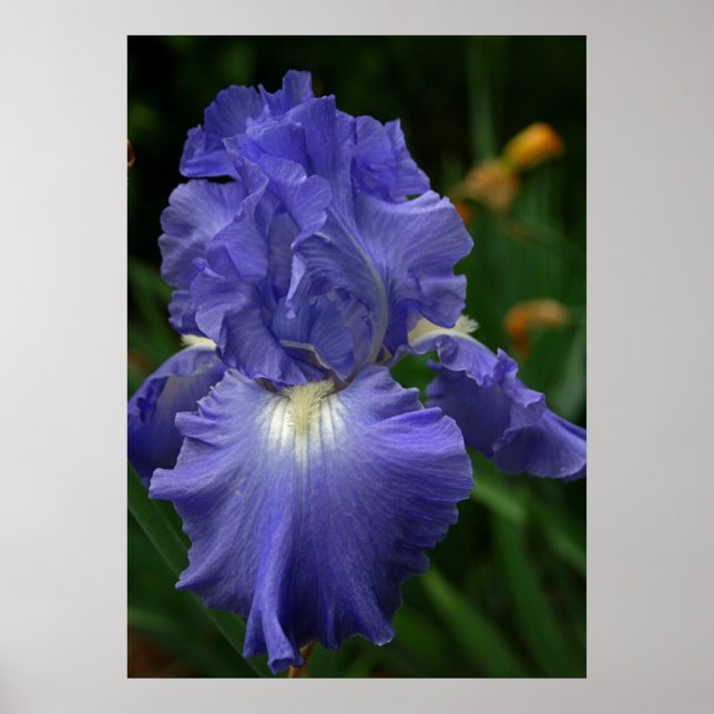 Poster Fleur Iris violet brillant (Devant)
