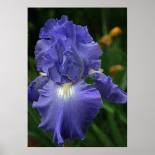 Poster Fleur Iris violet brillant