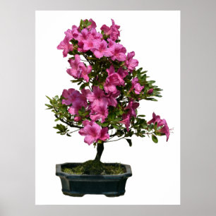 Poster Fleur isolée de bonsaï rhododendron