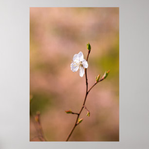 Poster Fleur japonaise d'abricot