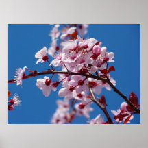 Fleur japonaise de cerisier