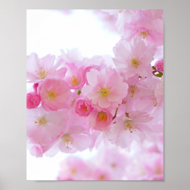 Poster Fleur japonaise de cerisier (Devant)