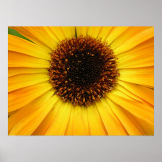 Poster fleur jaune