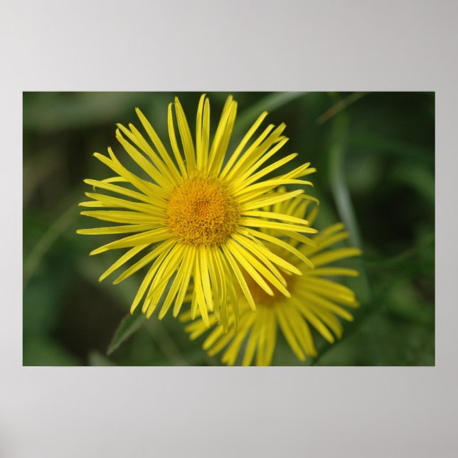 Poster Fleur jaune (Devant)