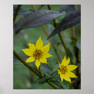 Poster Fleur jaune d'automne