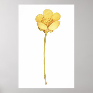 Poster Fleur jaune de bouton d'or en fleurs