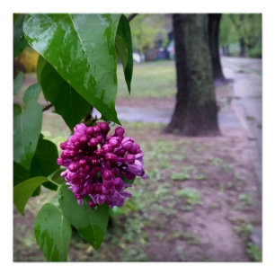 Poster fleur lilas sous la pluie