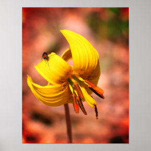 Poster Fleur Lily De Truite Sauvage Et Amie D'Insectes Ti