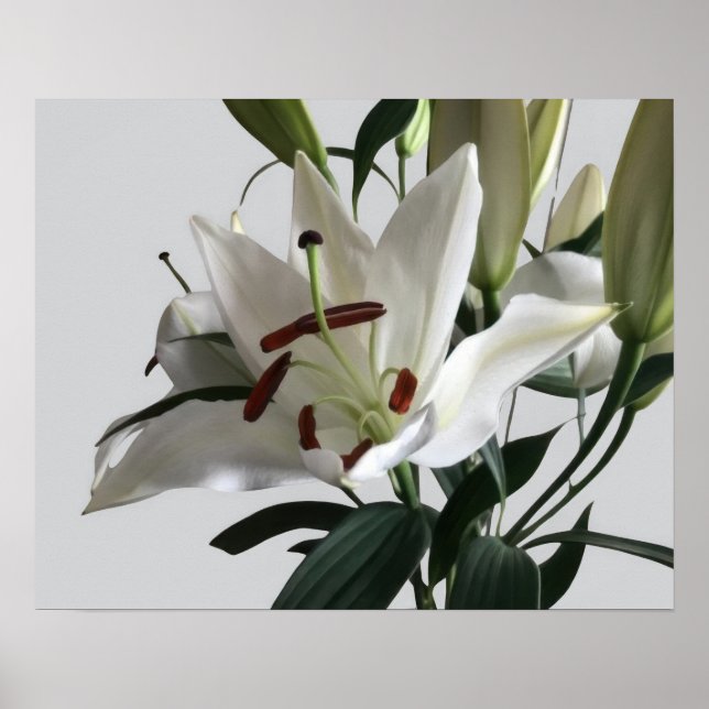 Poster Fleur Lily Orientale Blanche (Devant)