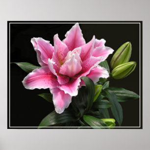 Poster Fleur Lily-Poster