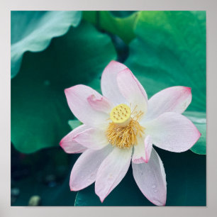 Poster Fleur Lotus
