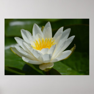 Poster Fleur Lotus blanche