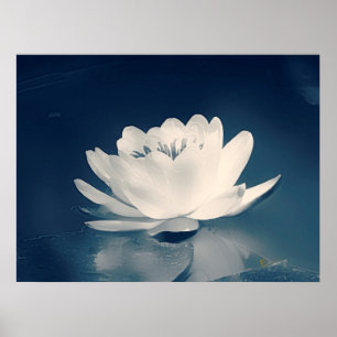 Poster Fleur Lotus Bleu Toné