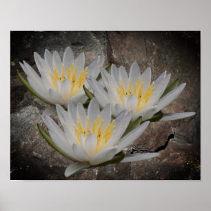 Poster Fleur Lotus Lily D'Eau Sur Pierre