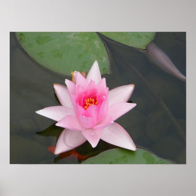 Poster Fleur Lotus/Nénuphar (Devant)
