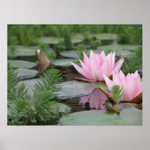 Poster Fleur Lotus/Nénuphar