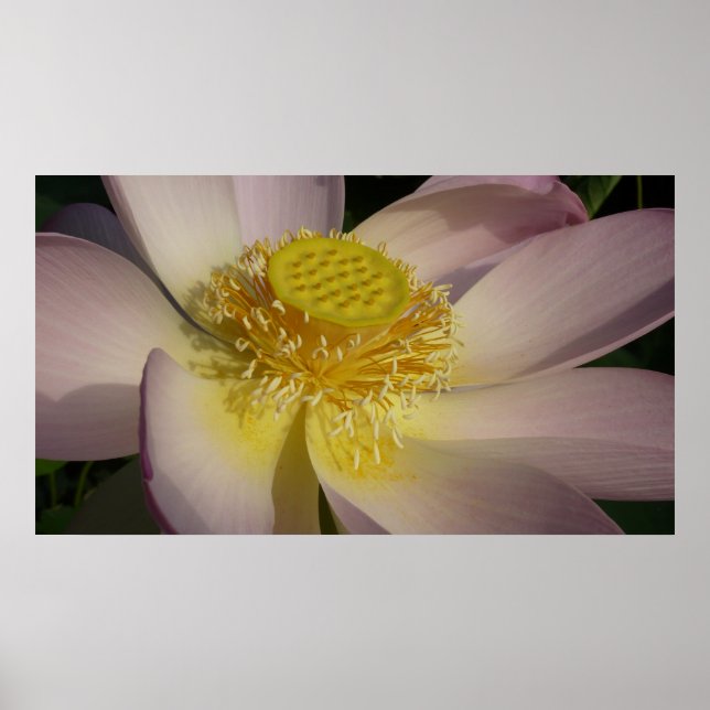 Poster Fleur Lotus Rose I Floral Été (Devant)