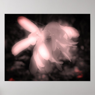 Poster Fleur Magnolia Noir Et Blanc Haut Contraste