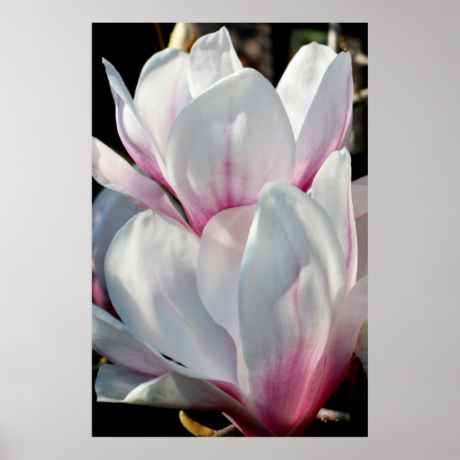 Poster Fleur Magnolia simple (Devant)