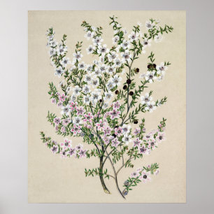 Poster Fleur Manuka de Nouvelle-Zélande (Leptospermum Sco