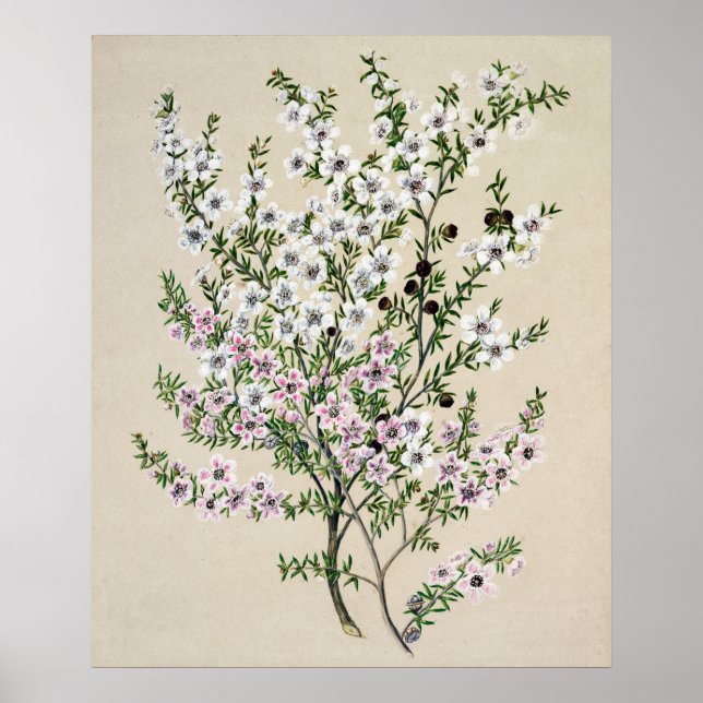 Poster Fleur Manuka de Nouvelle-Zélande (Leptospermum Sco (Devant)